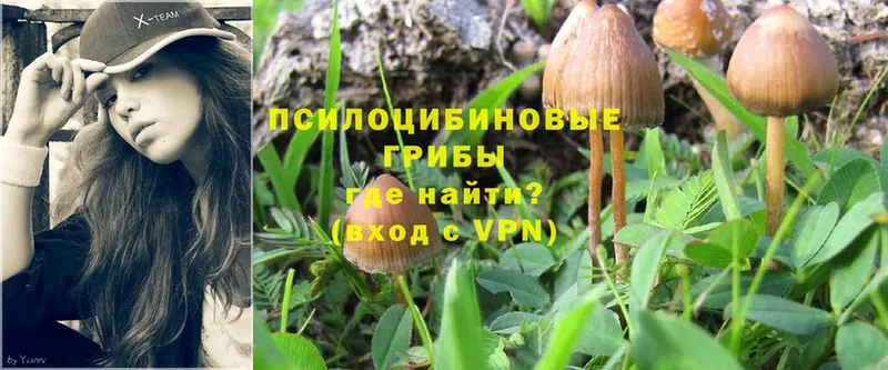 Галлюциногенные грибы Psilocybe  kraken онион  shop официальный сайт  даркнет сайт  Кирсанов 